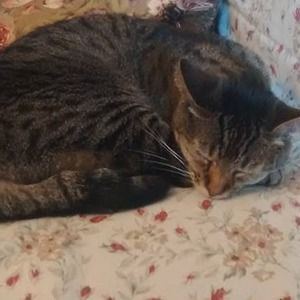 Meet your Posher, Toni